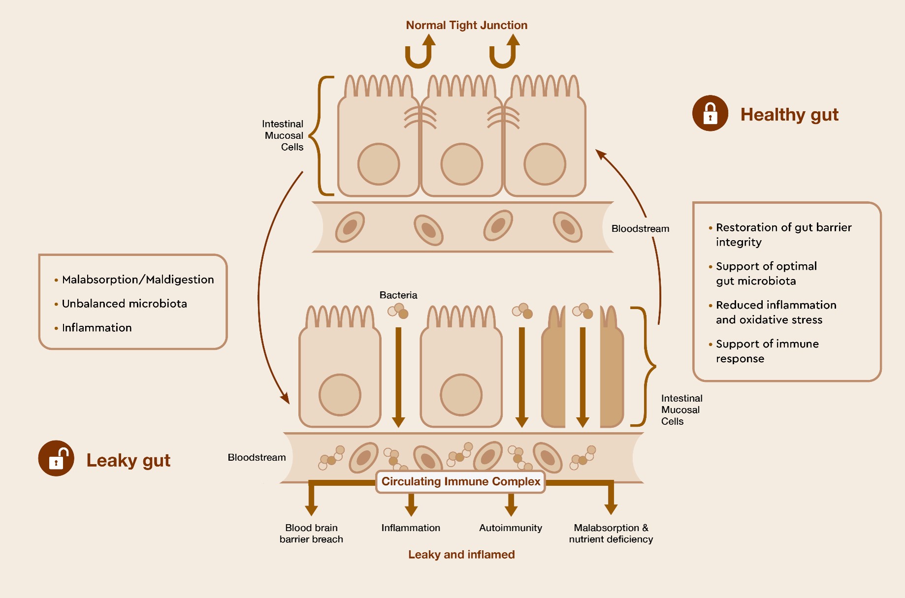 intestinal permeability - leaky gut